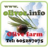 Fincas de olivos, olivares