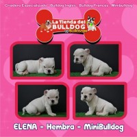 Bulldog Ingles Promocion de Bullcanes, !Aprovecha!