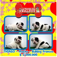 Bulldog Frances Lindos Cachorros