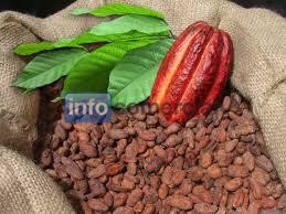 Cacao seco en grano