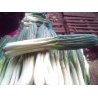 Busco clientes para exportar cebolla larga (green onion) de Colombia a Estados Unidos